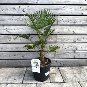 Trachycarpus wagnerianus (Palma konopná) –  kont. C15L, výška 60-75 cm, výška kmeňa 15-20 cm (-19°C)
